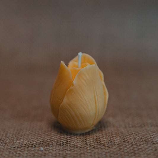 Forever Tulip - Blend
